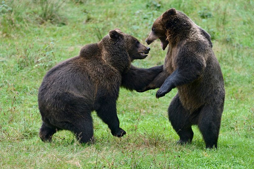 Brown Bears, Eurasian brown bears   ( Ursus arctos ), two cubs standing on hind legs, playing and fi by wunderbare Erde