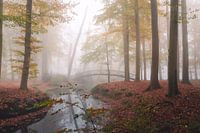 Autumn forest in the fog