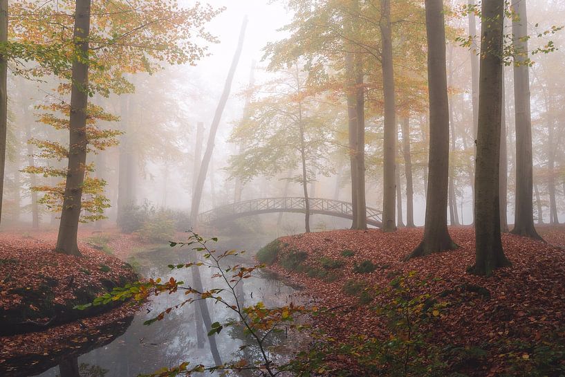Herbstwald im Nebel von Isa V
