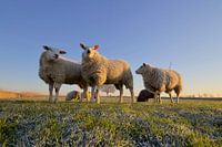 The cold doesn't bother these die hards