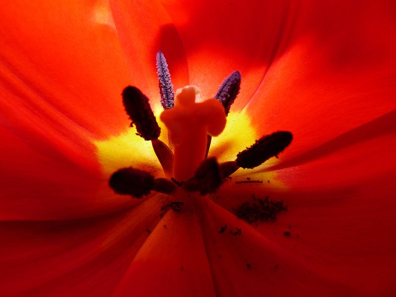 Tulipe par Eduard Camping