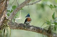 Amazone-ijsvogel op tak