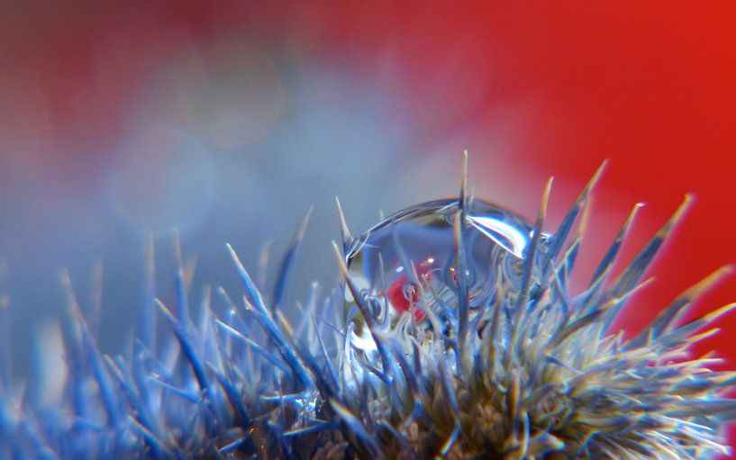 Druppel op blauwe distel von Mirakels Kiekje