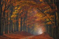 Der natürliche Tunnel