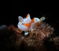 Juvenile clown frogfish, Tulamben, Bali, Indonesia