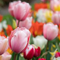 Tulp (Tulipa)
