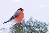 Bullfinch sits in the snow.