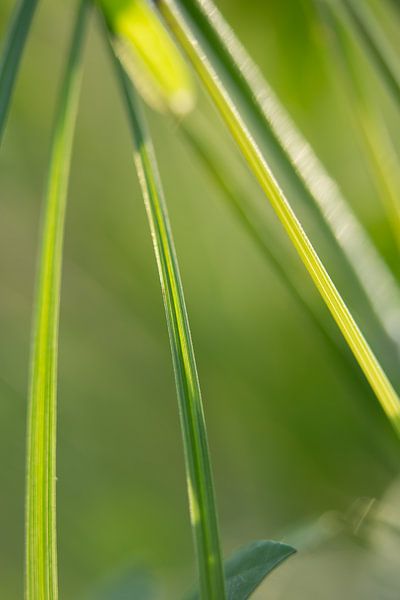 Gras par Robert Wiggers