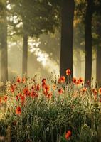 Chuchotements de la lumière du matin