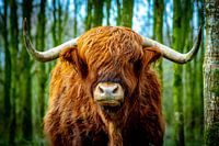 Schottischer Hochlandbewohner