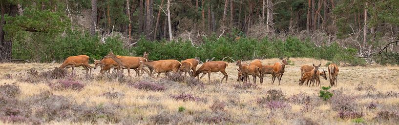 Pedigree des cerfs rouges dans le panorama par Gert Hilbink