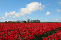 Tulip field in North Holland