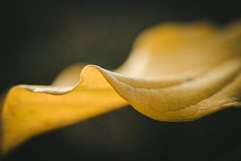 Détail feuille d'automne par Jan