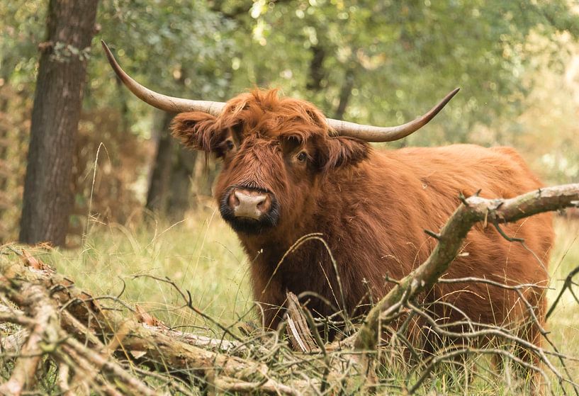 Scottish Highlander poses by Ans Bastiaanssen