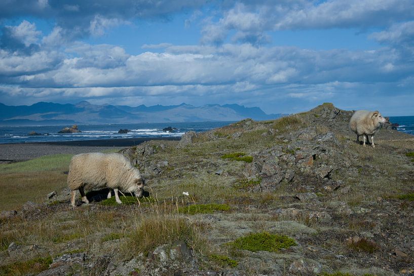 Island von Mario van Loon