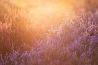 Sunrise over the Heath of the Edes (2:3)