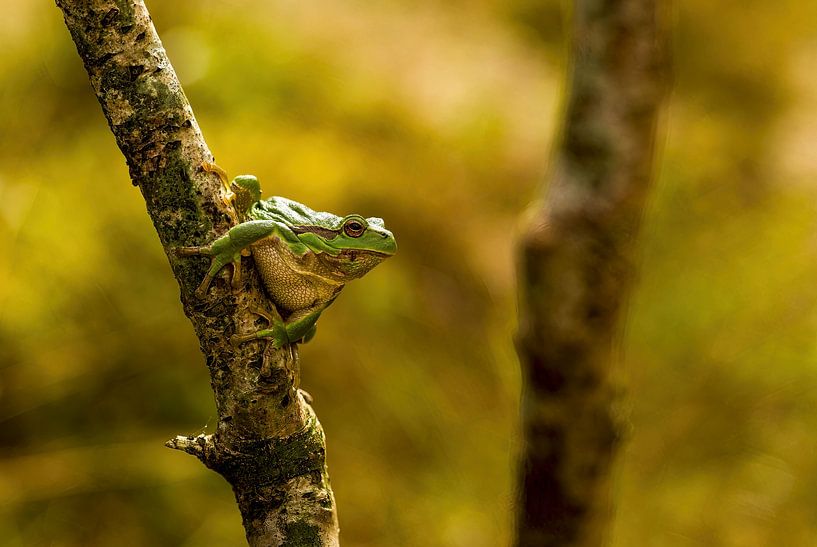 Tree frog by Ronald Kromkamp