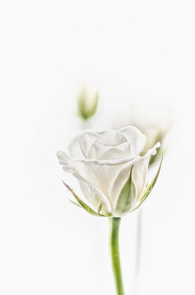 Onwijs De witte roos in al zijn schoonheid. van Ellen Driesse op canvas FO-23