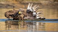 Pygargue à tête blanche se baignant, éclaboussant des gouttes d'eau