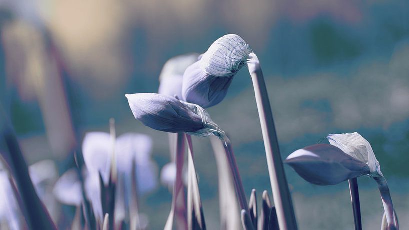 Flower meadow times differently. by Schwarzkopf-Photoart