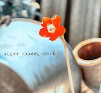 NOG EEN KLAVERTJEVIER IN BLOEI (ALEXX FAASSE, 2016)