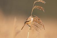 Bärtiger Mann Frau auf gefrorenem Schilf