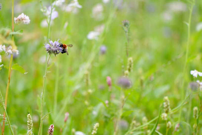 veldbloemen met bij von Mieke Verkennis