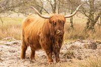 Scottish highlander at forestry park Westerschouwen
