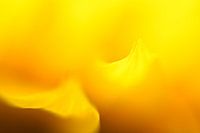 Zonnebloem Abstract Nummer 3