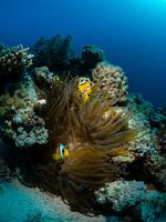 Clownfische auf ihrer Anemone im Roten Meer