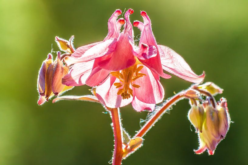 Pink columbine flowers bloom by Mario Plechaty Photography