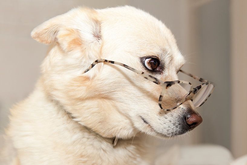 Dog with glasses by Ans van Heck