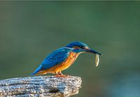 IJsvogel met prooi  /  Kingfisher with catch