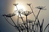 Morning dew at foggy sunrise on bear claws with cobwebs