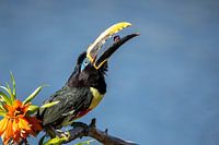 Braunohrkasuar mit einer Beere im Schnabel