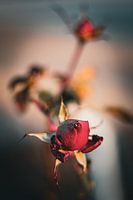 Roses - a radiant new beginning