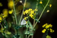 Veine blanche sur le colza