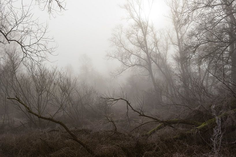 Matinée brumeuse par René Jonkhout