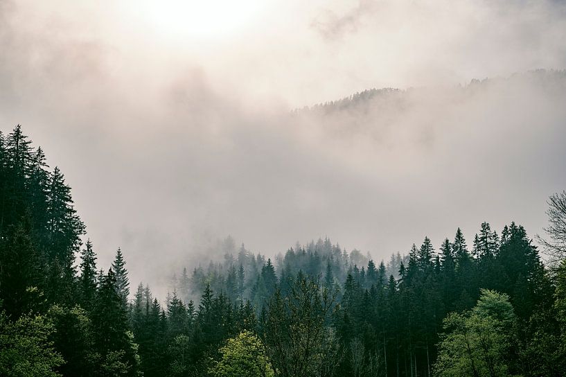 Wolken über dem Wald im Tal von Zgornje Jezersko, Blick während der von Sjoerd van der Wal Fotografie