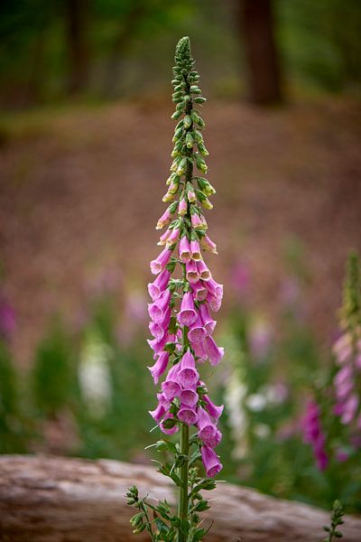 La digitale dans la nature par Jenco van Zalk