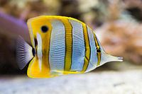 Geel witte exotische vis