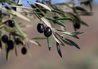 Schwarze Oliven am spanischen Olivenbaum