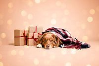 Australischer Schäferhund unter einer Weihnachtsdecke, neben Geschenken