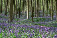 Wilde Hyacinten in het Hallerbos