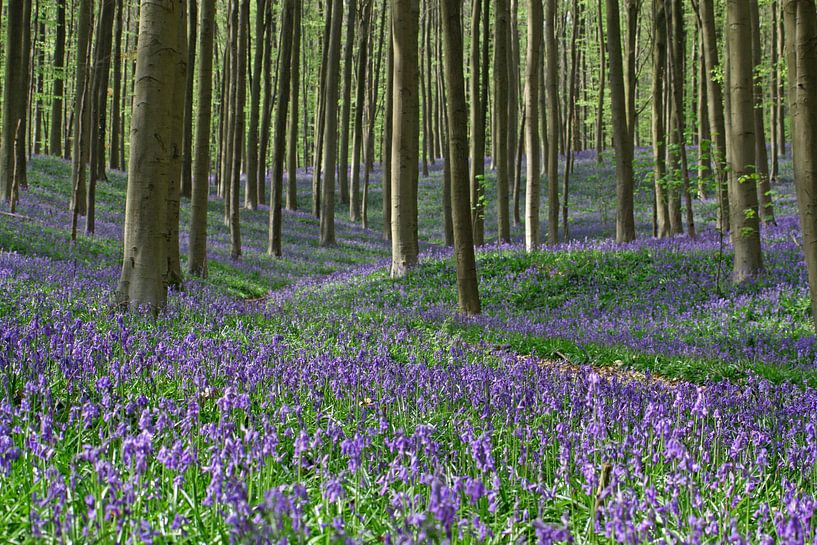 Wilde Hyacinten in het Hallerbos par J.A. van den Ende