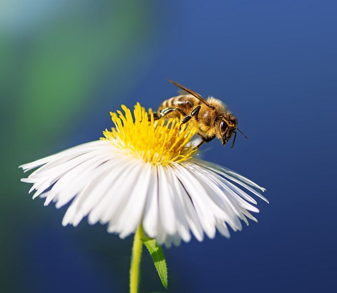 Biene auf einer Aster Blüte von ManfredFotos