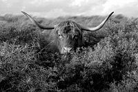 Verstoppertje... in zwart wit