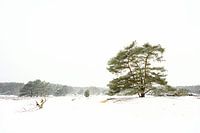 Drenther Winterlandschaft auf dem Hondsrug