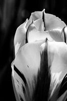 Gestreepte tulp in zwartwit