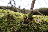Moss on tree